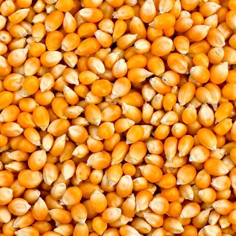 Corn Maize fmcg product foodyards.in