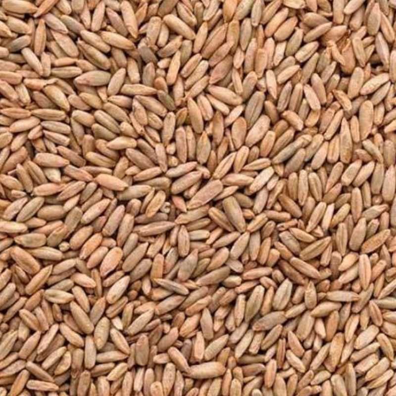 RYE fmcg product foodyards.in