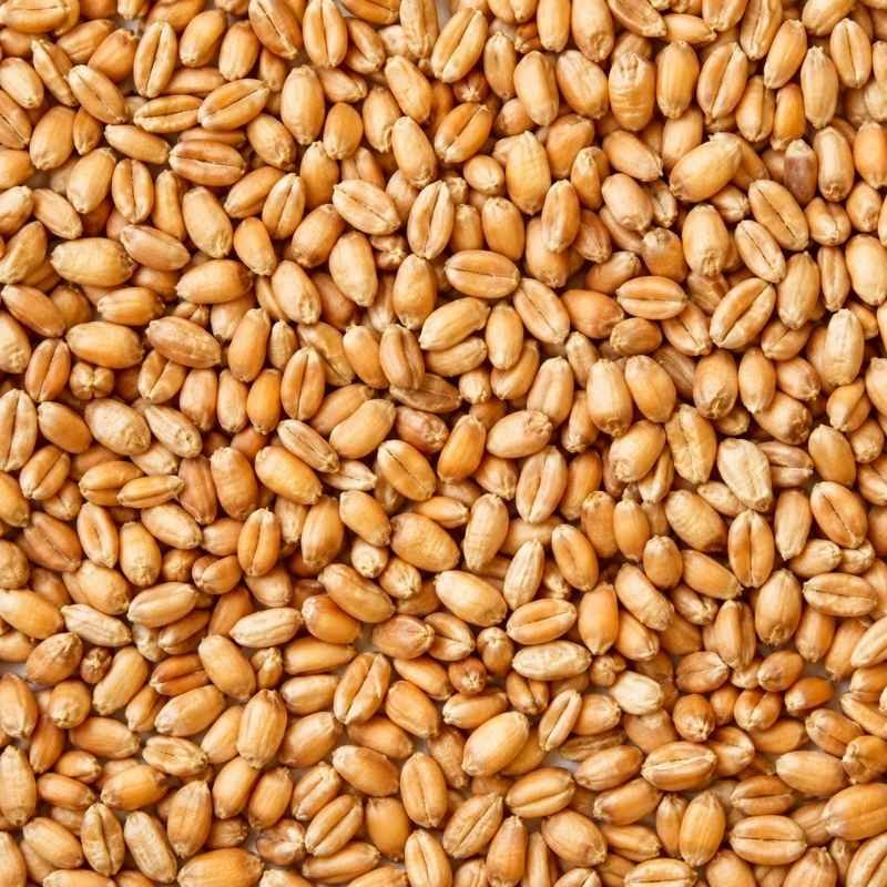 wheat fmcg product foodyards.in (1)